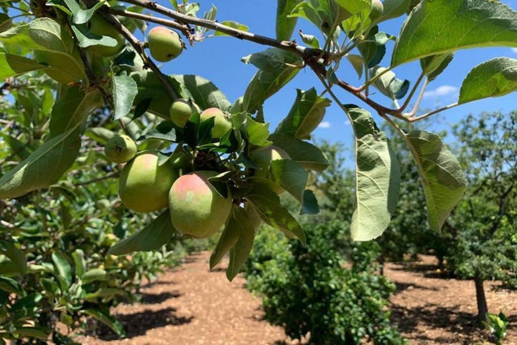Casa Rural Finca Las Tejoneras Bornos Εξωτερικό φωτογραφία